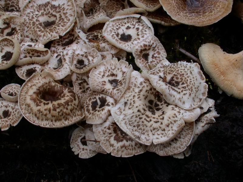 Lentinus tigrinus